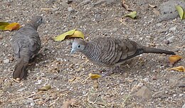 Zebragalambocska (Geopelia striata)