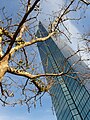 Ein Baum vor dem Tower