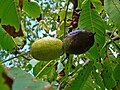 Many, especially “wild” growing trees get infected by the fungus ‘’Marssonina juglandis’’: Brown spots on the leaves and the fruits get black.