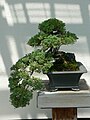 Juniperus procumbens bonsai