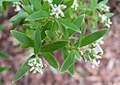 Acrothamnus spathaceus