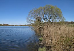 Am Ufer des Nieder-Mooser Teiches