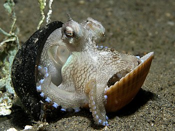 Coconut octopus