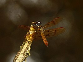 Perithemis lais