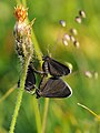 Schwarzspanner bei einem flotten 3er