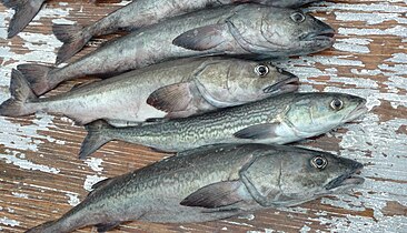 Small sablefish caught in a bottom trawl survey off the coast of California