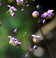 Thalictrum delavayi