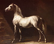 Cavallo arabo grigio pomellato (1812)