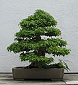 Trident Maple