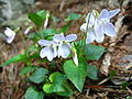 廬山堇菜 (Viola stewardiana)