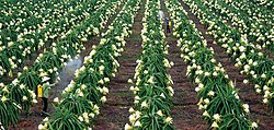 Dragon fruit farm in Châu Thành district