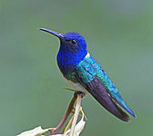 male F. m. mellivora, Costa Rica