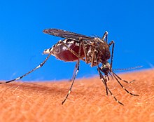İnsan derisini ısıran Aedes aegypti sivrisineğinin yakın çekim fotoğrafı