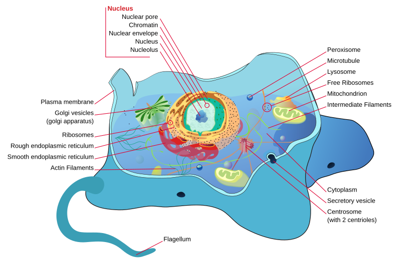 animal cell