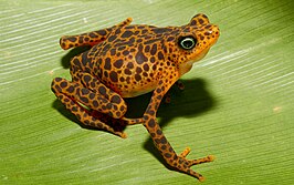 Atelopus certus