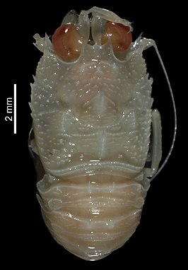 Bathymunida dissimilis