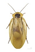 Museum specimen ♀ dorsal side