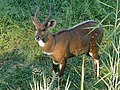 Mannetje in Nationaal park Kruger, Zuid-Afrika