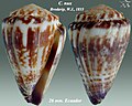 Conus nux Broderip, W.J., 1833