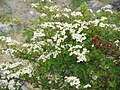 Crataegus monogyna