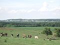 Cattle on an Amish dairy farm near Dundee, New York