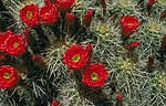 Echinocereus triglochidiatus