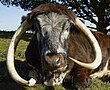 Kopf eines English Longhorns