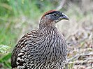 Erckel's francolin