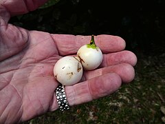 White fruit