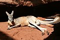 Το καγκουρό είναι μαρσιποφόρο ζώο που απαντάται αποκλειστικά στην Αυστραλία
