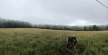 Hay field near Harborside, Maine, in the fog