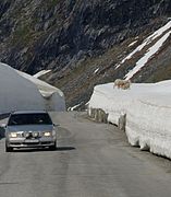 A car, snow, and sheep