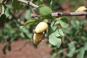 Gardenia erubescens