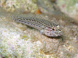 Gobius fallax