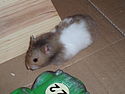 Hammy, Syrian Hamster