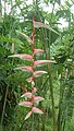 Heliconia 'Sexy Pink' in the grounds