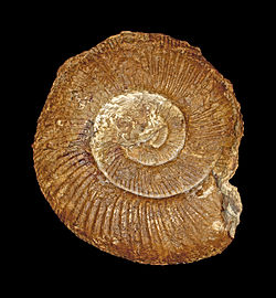 Fossil of the Middle Jurassic ammonoid Indosphinctes comptoni