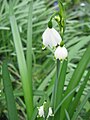 Leucojum aestivum