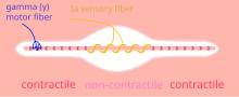 Spierspoeltje (fiber = vezel; contractile = samentrekbaar)