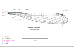 Drawing of Nososticta wing