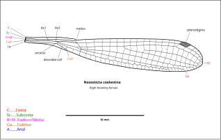 Detail of Nososticta coelestina wing