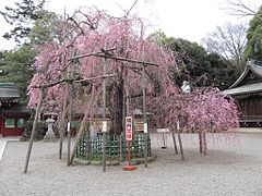 The cherry tree beside the hand-washing station