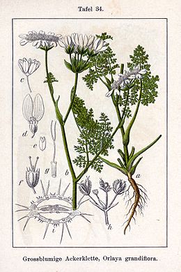 Orlaya grandiflora illusztráció, 1796