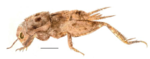 A several-milometer cricket which is mostly reddish-beige on a white background