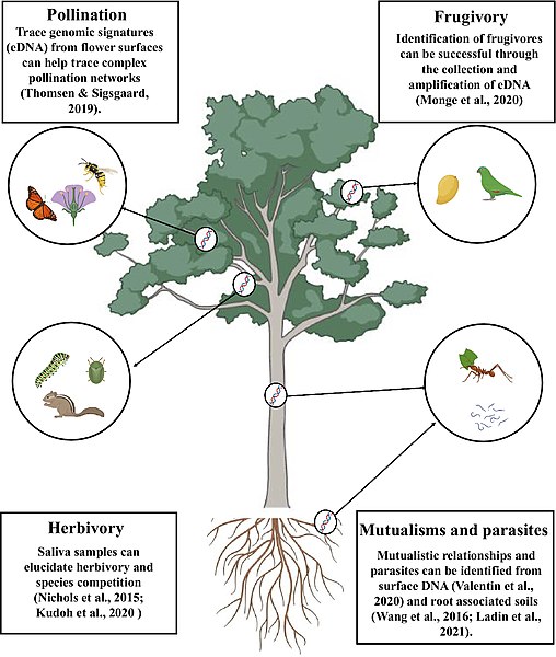 Plant–animal interaction such as pollination, herbivory, frugivory, and mutualism. Biological signatures in the form of eDNA or eRNA can be detected from plants noninvasively to trace out complex interactions.[1]