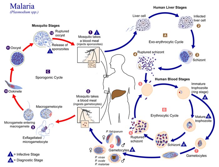 Plasmodium levenscyclus PHIL 3405 lores