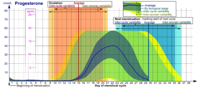 Progesterone during the menstrual cycle