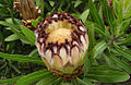 Protea lepidocarpodendron