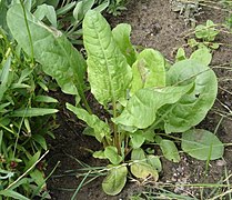 Sauerampfer Kultivar (Rumex acetosa)