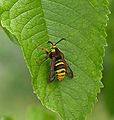 Hornissen-Glasflügler (Sesia apiformis), ein Schmetterling – Nachahmer der Wespe